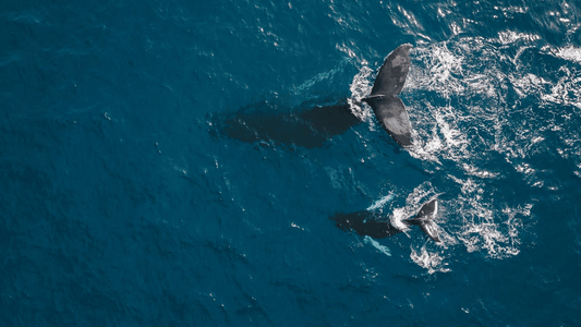 La magia del avistaje de ballenas en Puerto Madryn en 2024