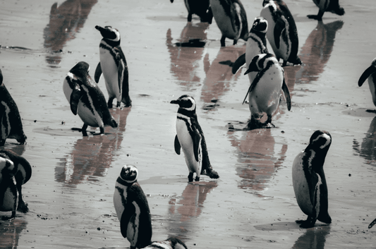Patagonia en primavera: un encuentro con los pingüinos y la tradición galesa
