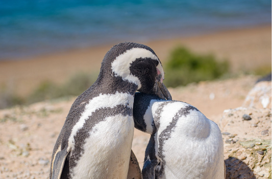Pingüinera Punta Tombo: la vida silvestre como espectáculo