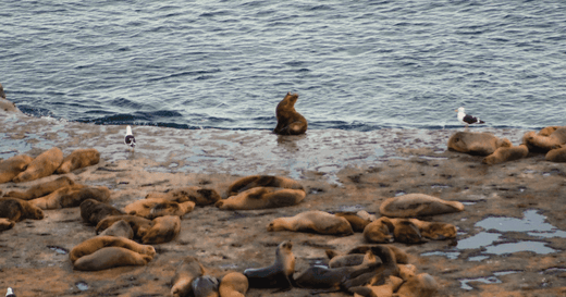 La fascinante biodiversidad marina de Chubut