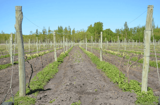 Agroturismo en Chubut, entre viñedos y fruta fina