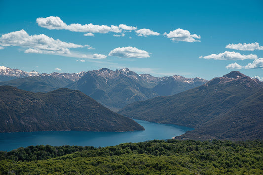 Un paseo por los bosques patagónicos: Colores, sabores y sostenibilidad