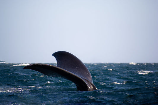 Ya llegaron las ballenas a Puerto Madryn